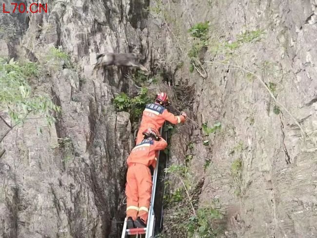 两只中华斑羚被困半山坡 消防员施救