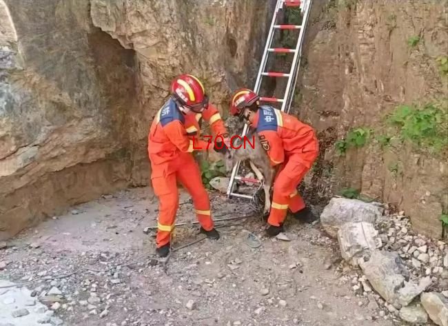 两只中华斑羚被困半山坡 消防员施救 成功转移获救