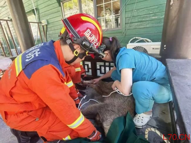 两只中华斑羚被困半山坡 消防员施救 成功转移获救