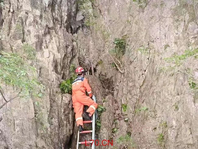 两只中华斑羚被困半山坡 消防员施救 成功转移获救